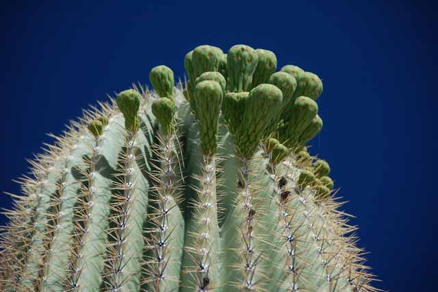 saguaro flowers near bloom time